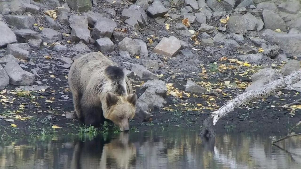 Camping La Zarapica - Palacios Del Sil Dış mekan fotoğraf